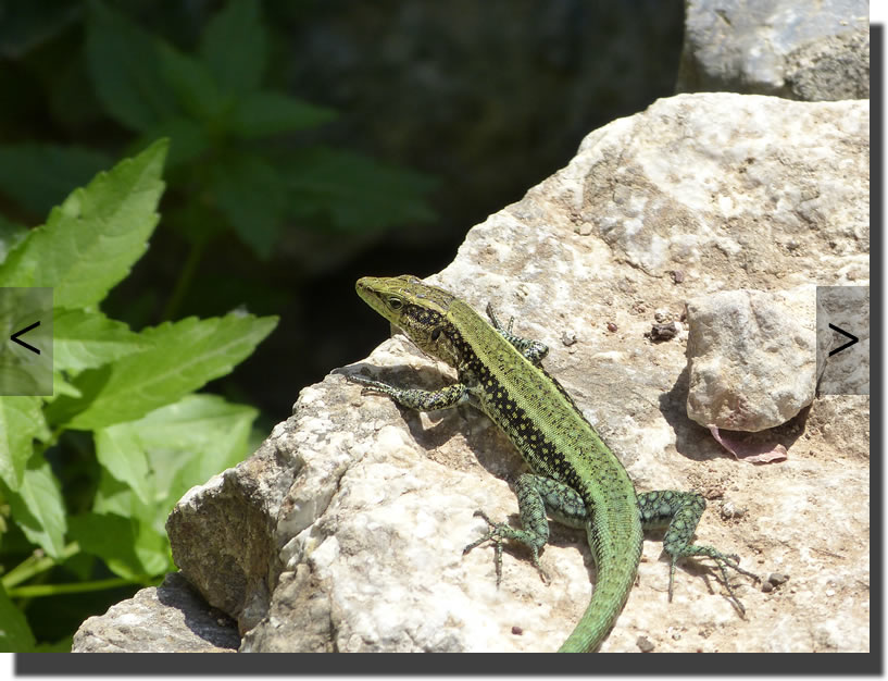 Anatololacerta pelasgiana
